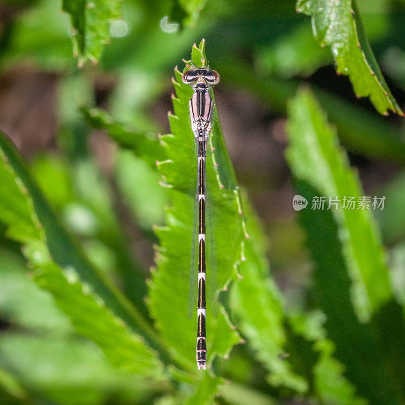 普通的蓝色豆娘雌，(Enallagma cyathigerum)， agrion雌杯座。